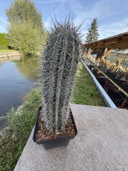 Preview: Pachycereus pringlei